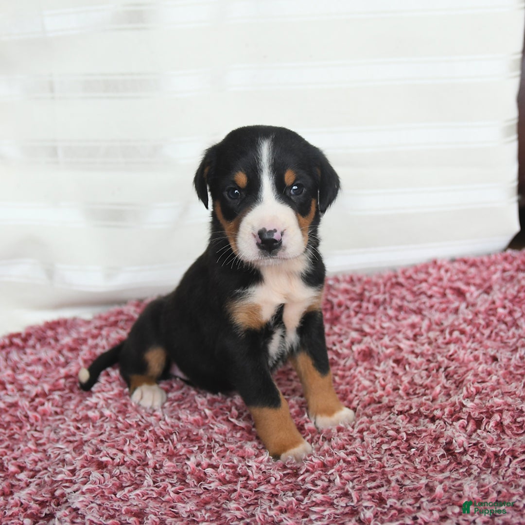 Greater Swiss Mountain Dog dogs for sale: Charlotte - Image 5