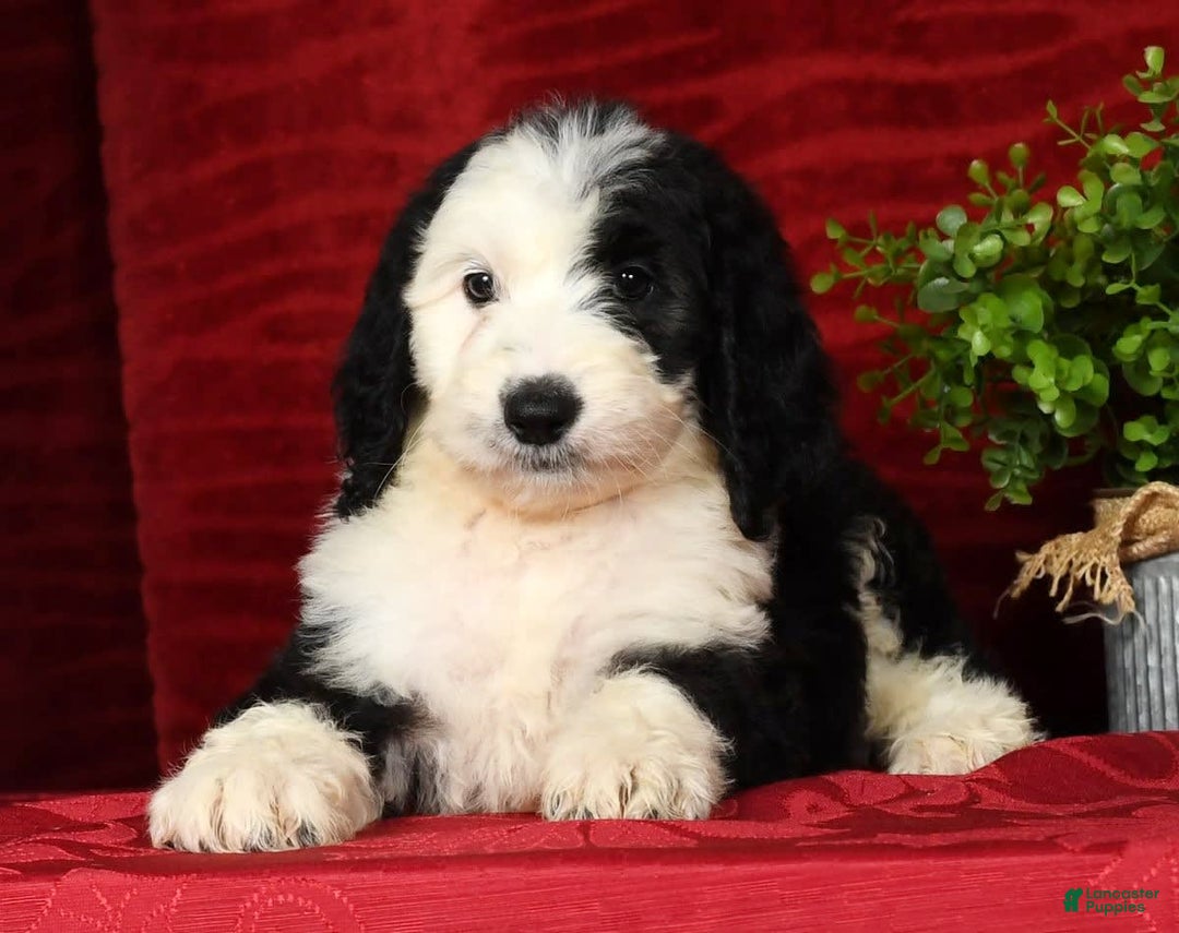 Sheepadoodle dogs for sale: Molly - Image 5