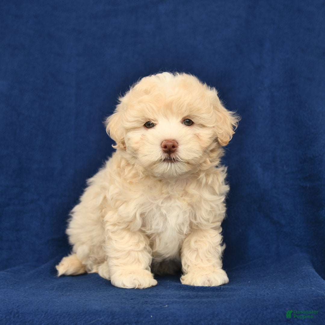 Shihpoo dogs for sale: Jack - Image 1