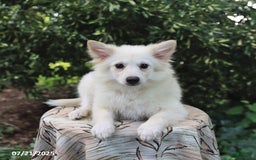 American Eskimo dogs for sale: Scout - Image 5