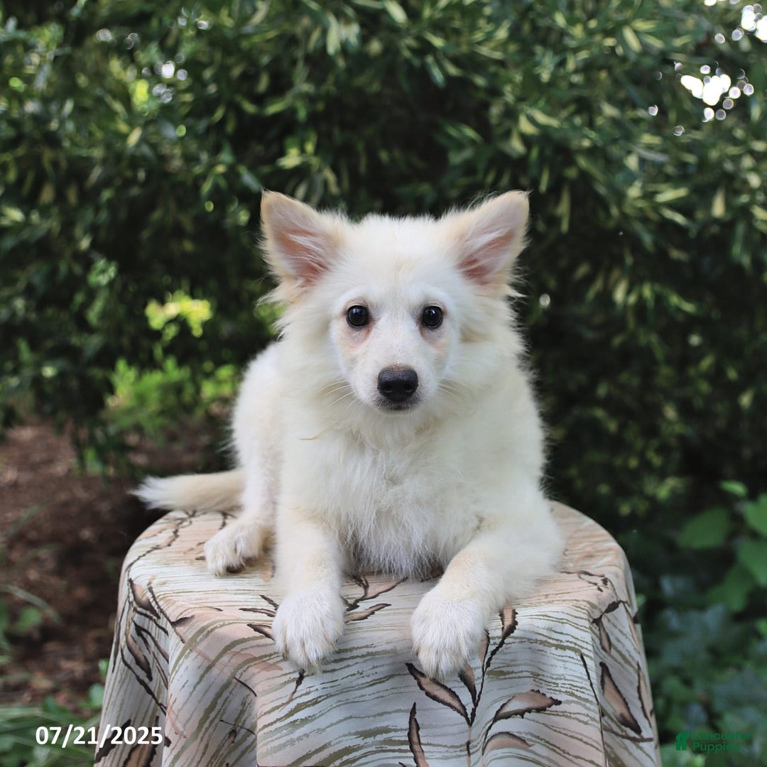 American Eskimo dogs for sale: Scout - Image 5