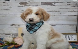 Standard Poodle dogs for sale: Gus - Image 21