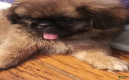 Pekingese dogs for sale: Skippy - Image 7