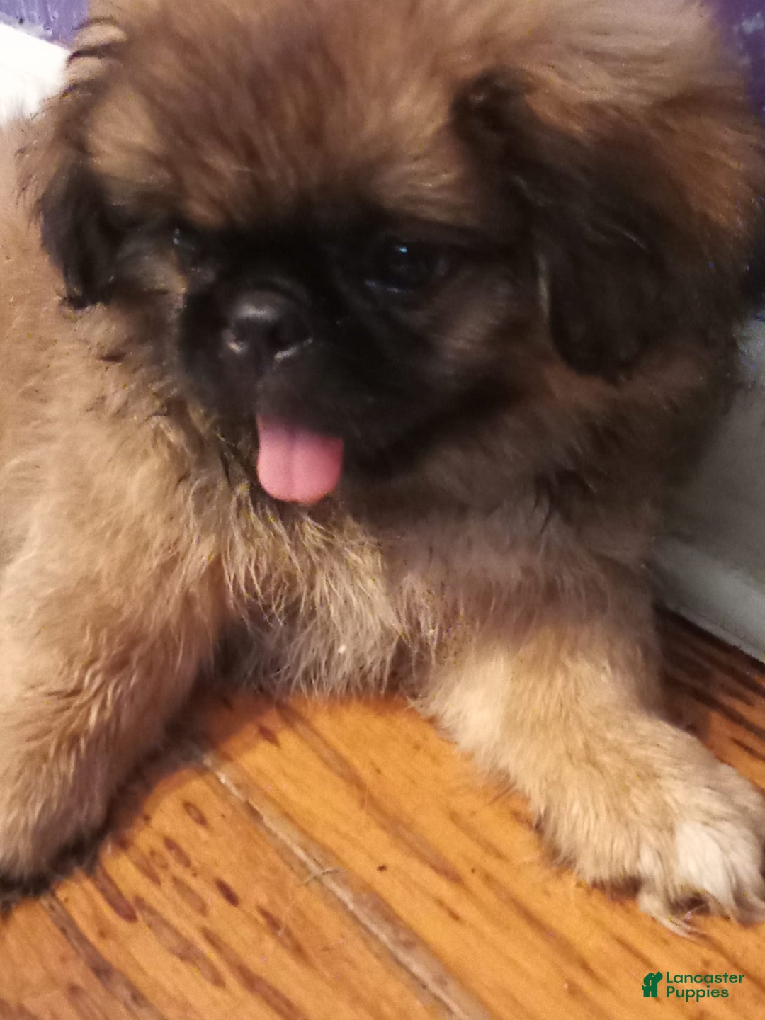 Pekingese dogs for sale: Skippy - Image 7