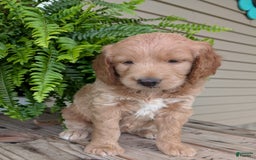 Goldendoodle dogs for sale: Lolly - Image 29