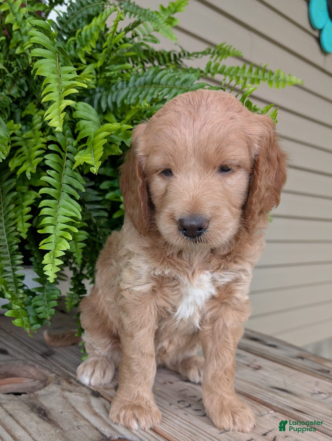 Goldendoodle dogs for sale: Lolly - Image 29