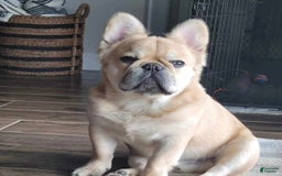 French Bulldog dogs for sale: Maggies Boys - Image 8
