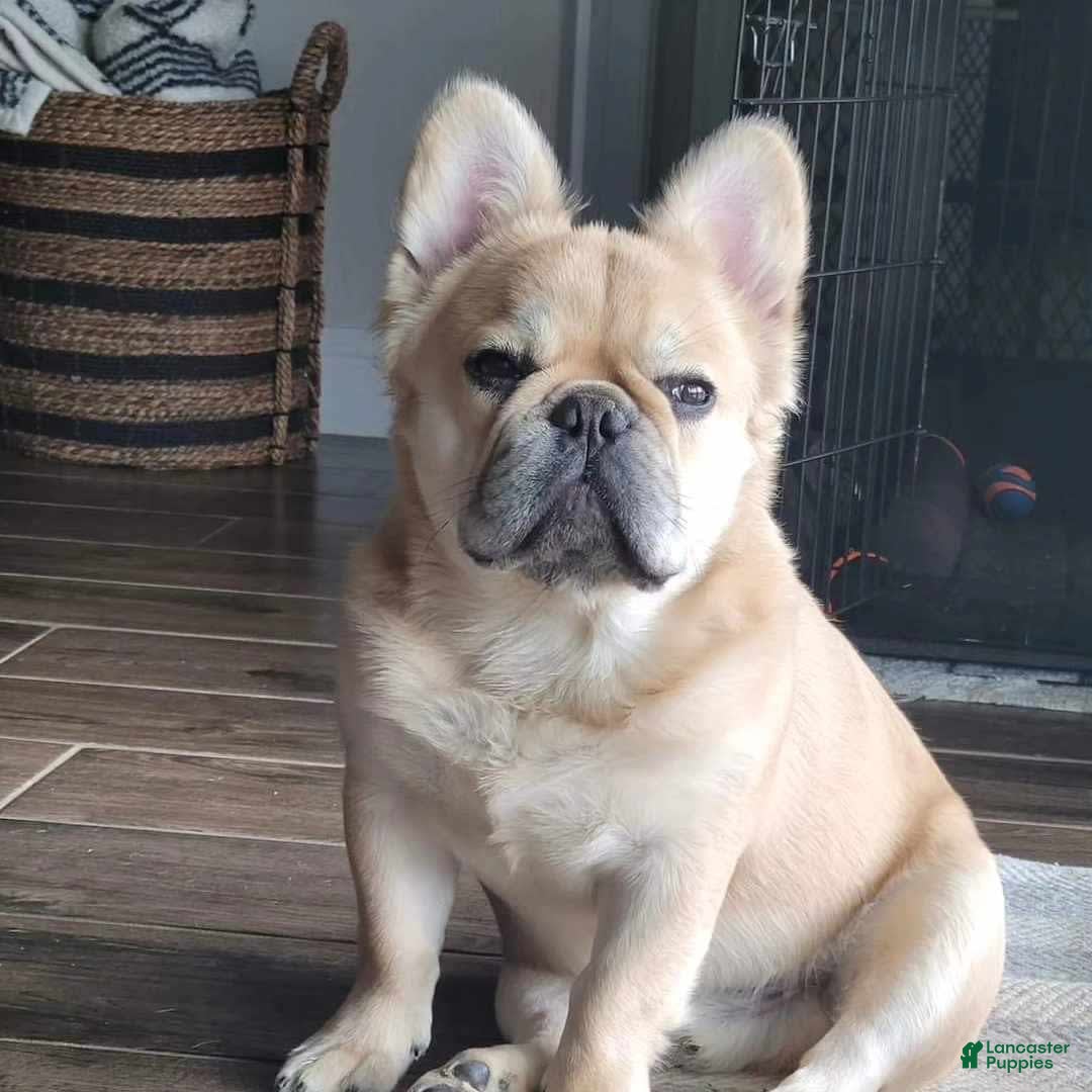 French Bulldog dogs for sale: Maggies Boys - Image 8