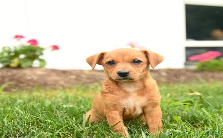 Jack Russell Terrier dogs for sale - Ad 3