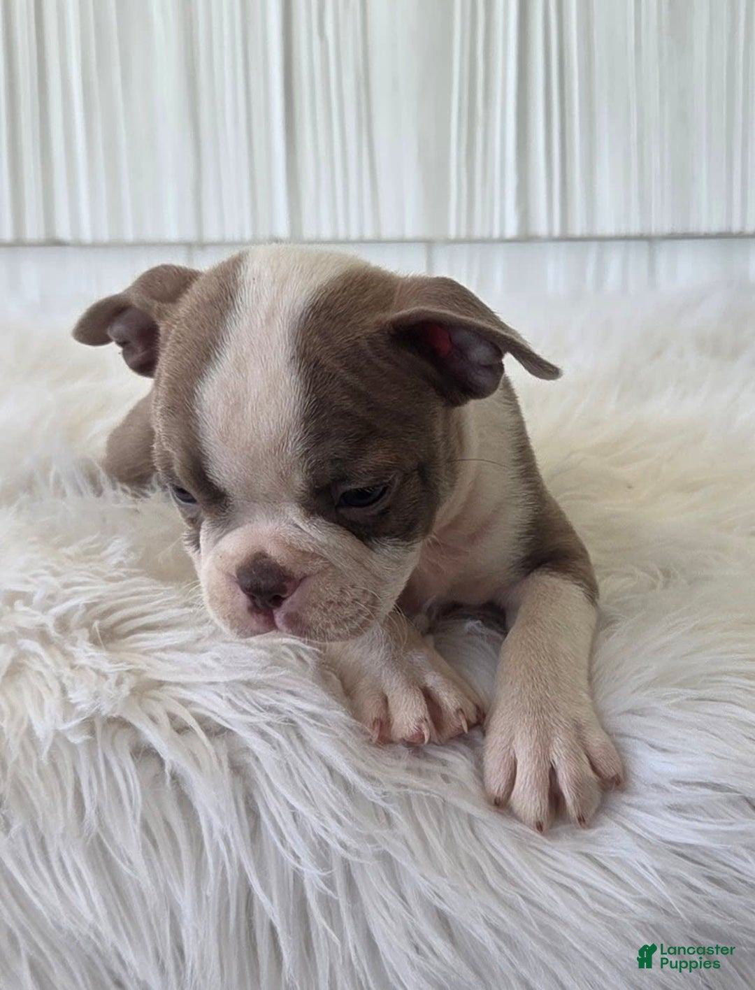 Boston Terrier dogs for sale: Jewel - Image 4