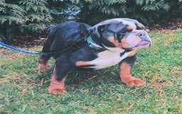English Bulldog dogs for sale: Bonnie - Image 6