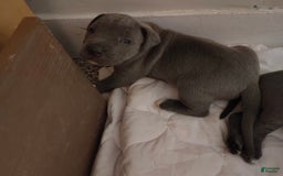 Cane Corso dogs for sale: Delia - Image 4