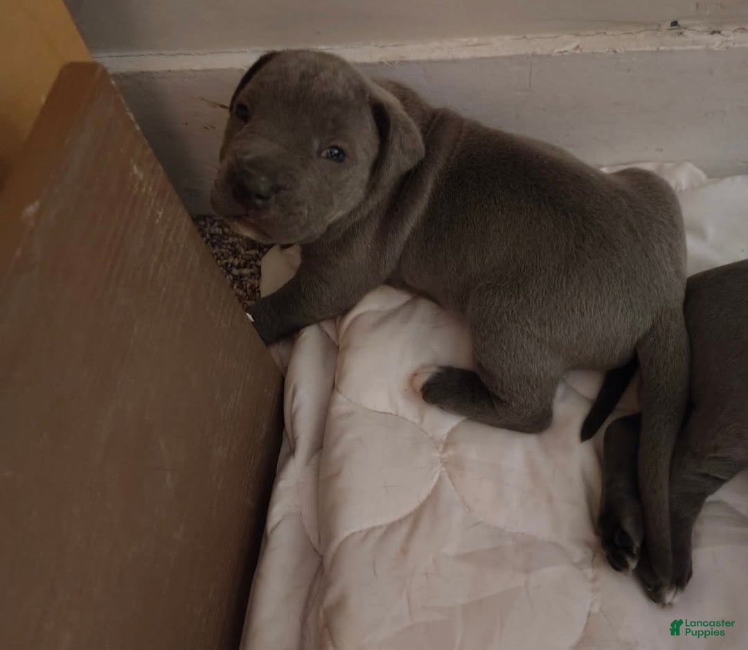Cane Corso dogs for sale: Delia - Image 4