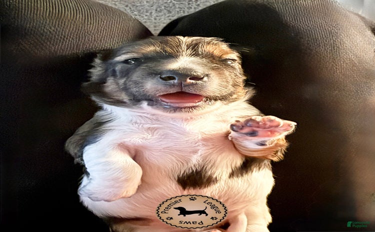 Miniature Dachshund dogs for sale - Ad 1