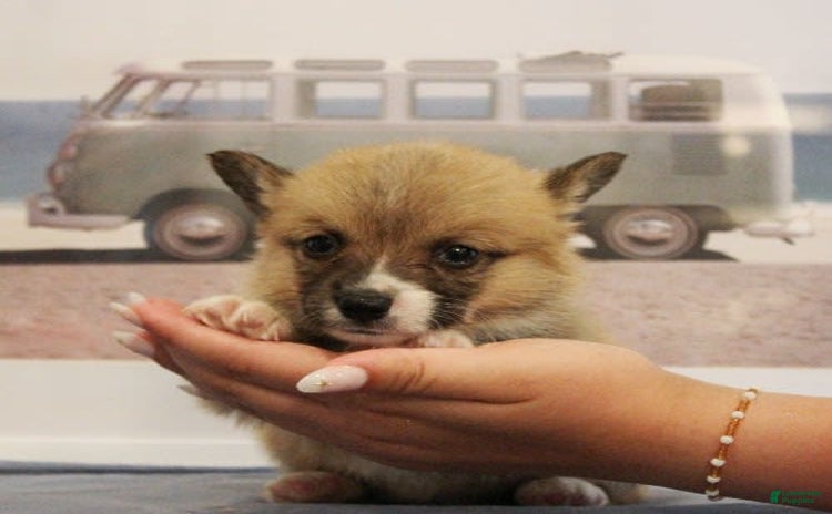 Welsh Corgi Pembroke dogs for sale - Ad 3