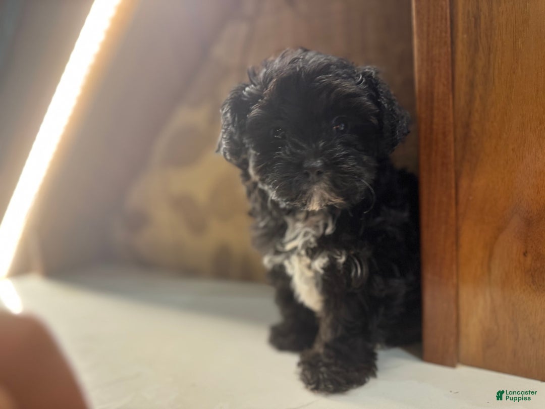 Yorkiepoo dogs for sale: Moli - Image 4