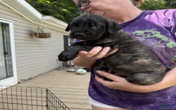 Cane Corso dogs for sale: Freddy - Image 1
