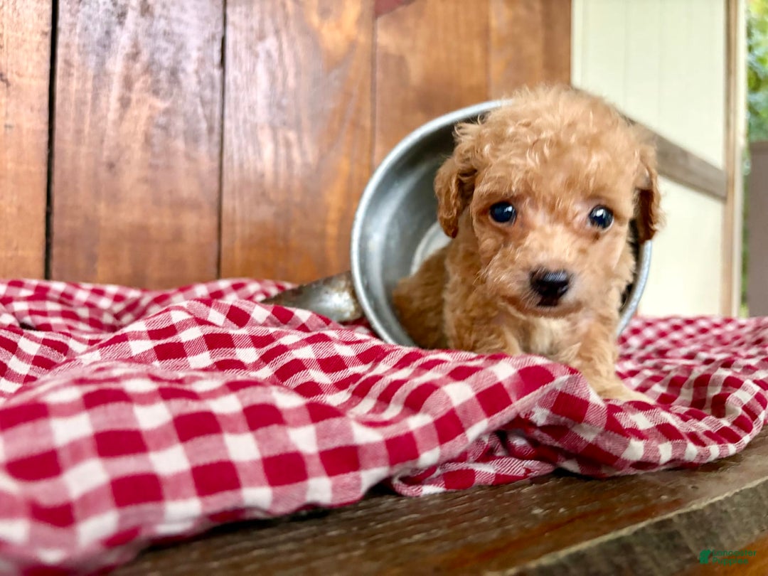 Toy Poodle dogs for sale: Tiny Daisy 🌼 - Image 4