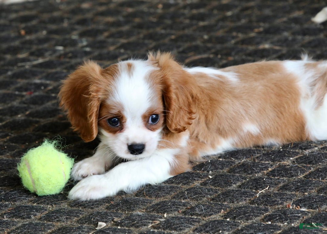 Cavalier King Charles Spaniel dogs for sale: Loki - Image 19
