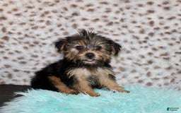 Yorkshire Terrier dogs for sale: Theodore - Image 2