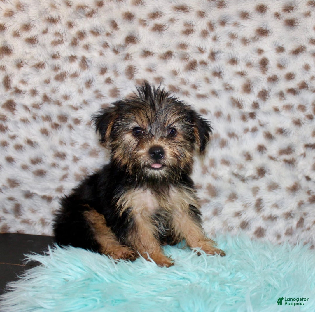 Yorkshire Terrier dogs for sale: Theodore - Image 2