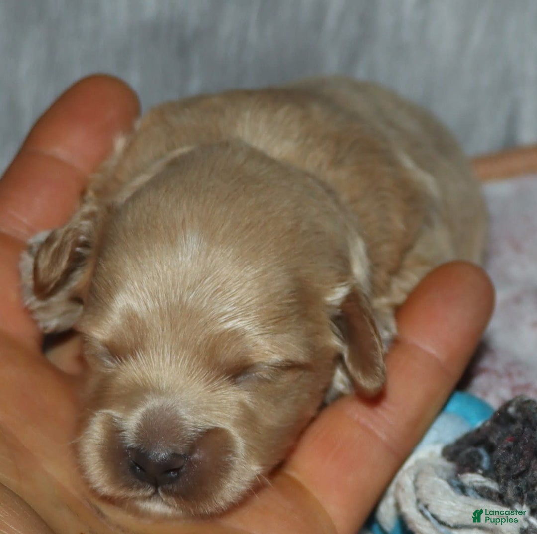 Havapoo dogs for sale: Chase - Image 5