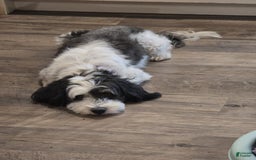 Mini Bernedoodle dogs for sale: Bubba - Image 18