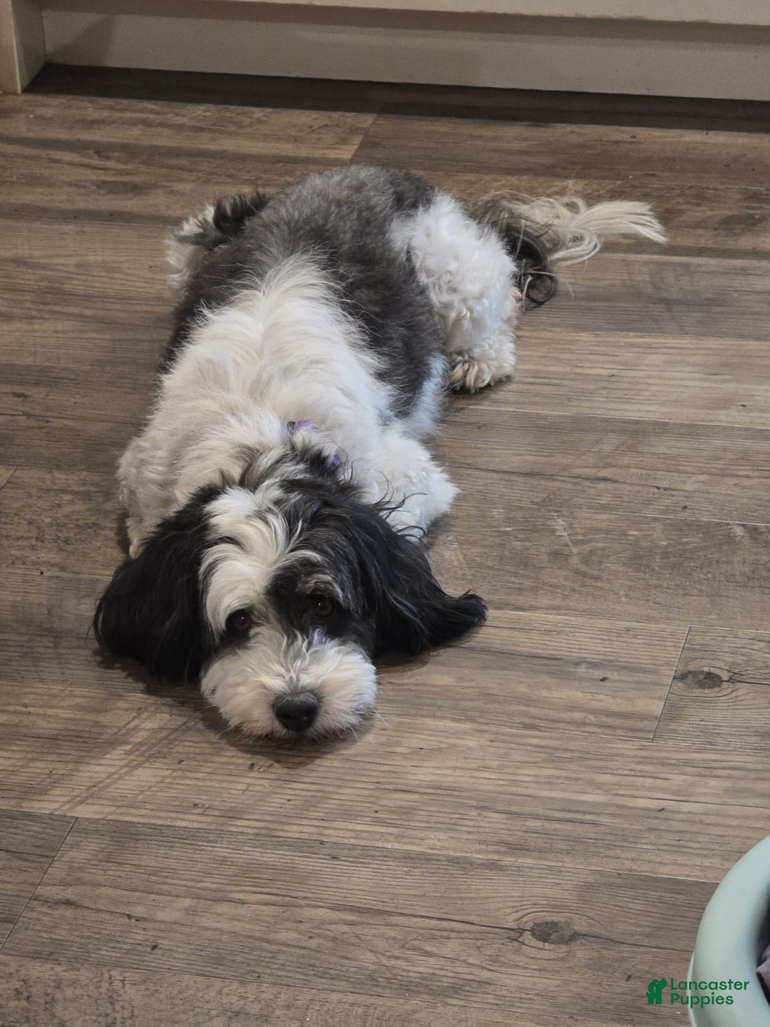 Mini Bernedoodle dogs for sale: Bubba - Image 18