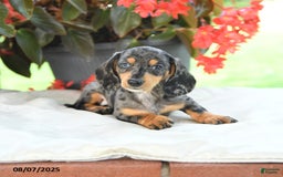 Miniature Dachshund dogs for sale: Nicholas - Image 4