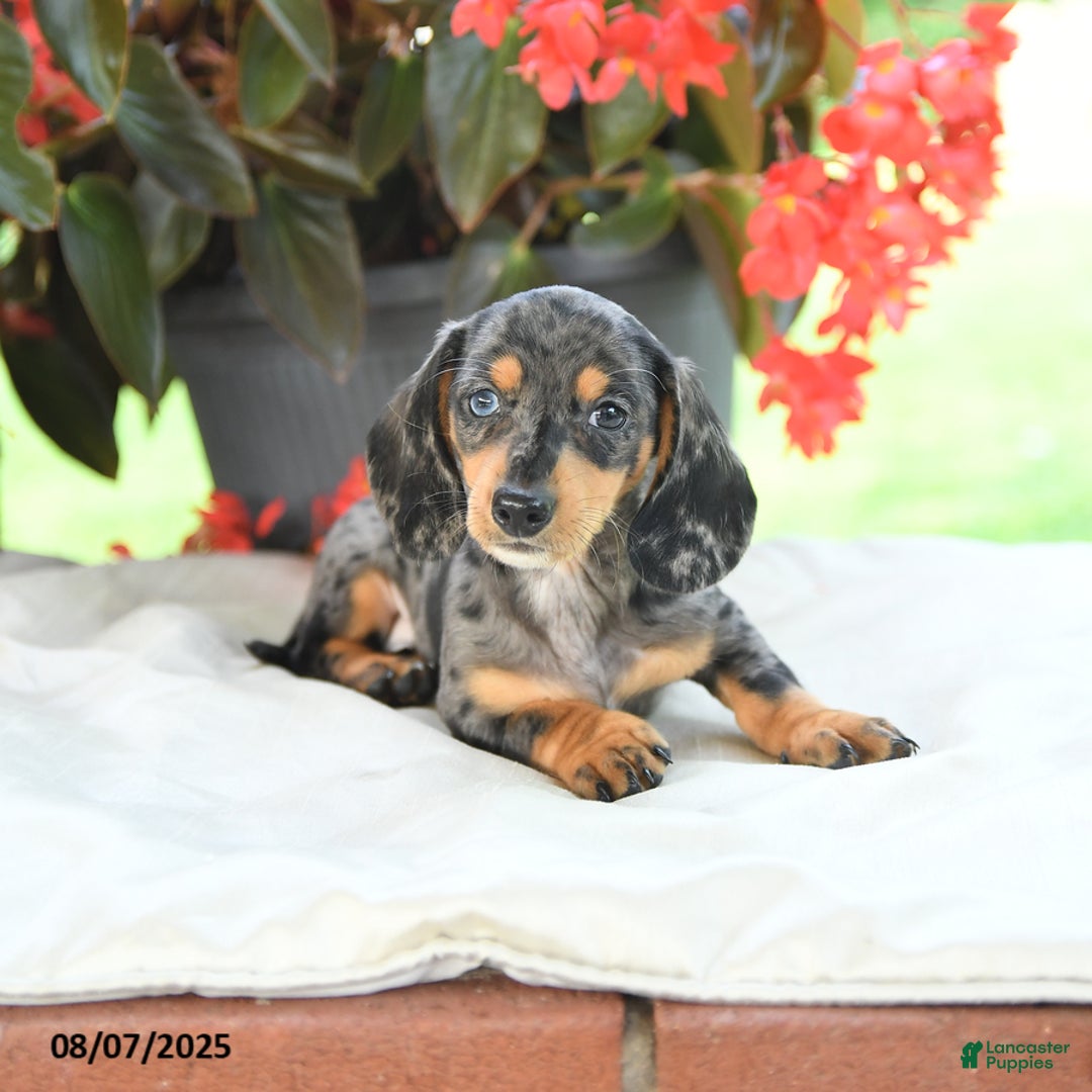 Miniature Dachshund dogs for sale: Nicholas - Image 4