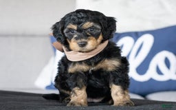  dogs for sale: Mini Goldendoodle 6 puppies - Image 9