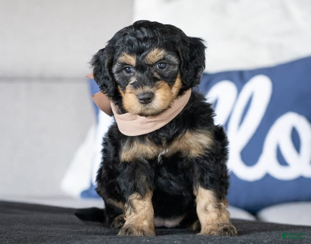 dogs for sale: Mini Goldendoodle 6 puppies - Image 9