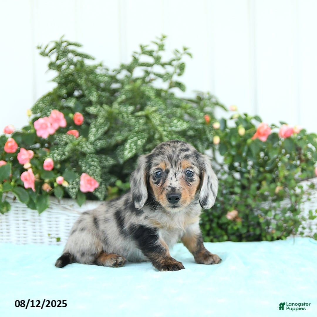Miniature Dachshund dogs for sale: Nova - Image 4
