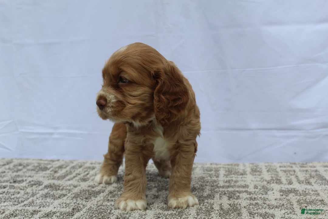 Cocker Spaniel dogs for sale: Scout - Image 8