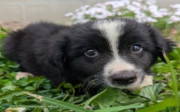 Miniature Australian Shepherd dogs for sale: Elephant Ear - Image 4