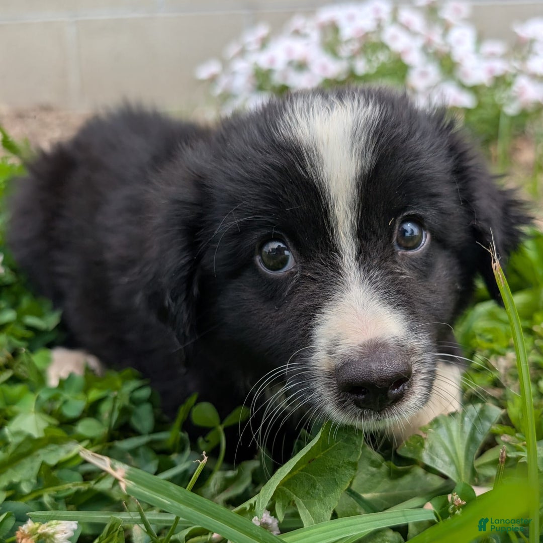 Miniature Australian Shepherd dogs for sale: Elephant Ear - Image 4