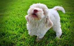 Havapoo dogs for sale: Valentino - Image 9
