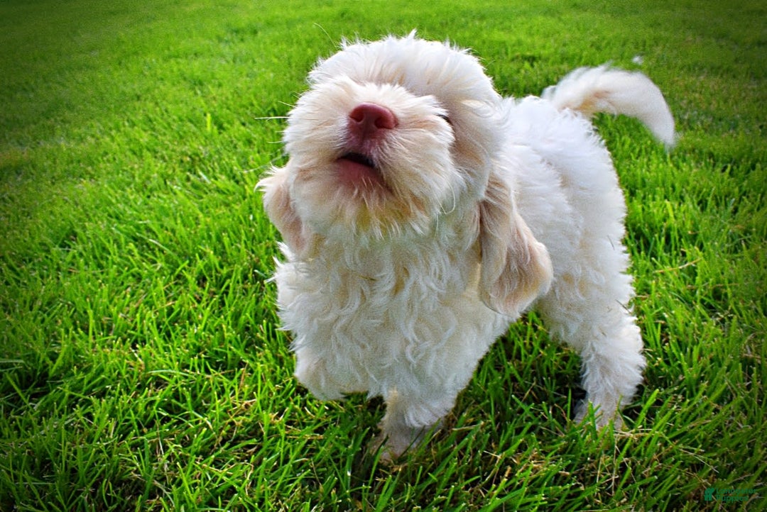 Havapoo dogs for sale: Valentino - Image 9