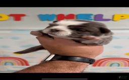 French Bulldog dogs for sale: Fluffy Panda Female 2 - Image 3