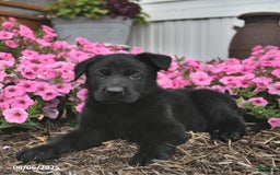 German Shepherd dogs for sale: German Shepherd 5 puppies - Image 4