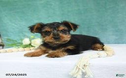 Yorkshire Terrier dogs for sale: Emmett - Image 9