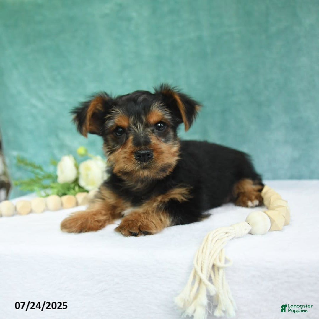 Yorkshire Terrier dogs for sale: Emmett - Image 9