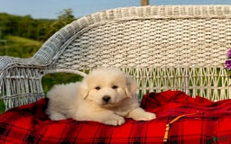 Great Pyrenees dogs for sale: Apollo - Image 1