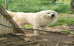 Great Pyrenees dogs for sale: Cedar - Image 15