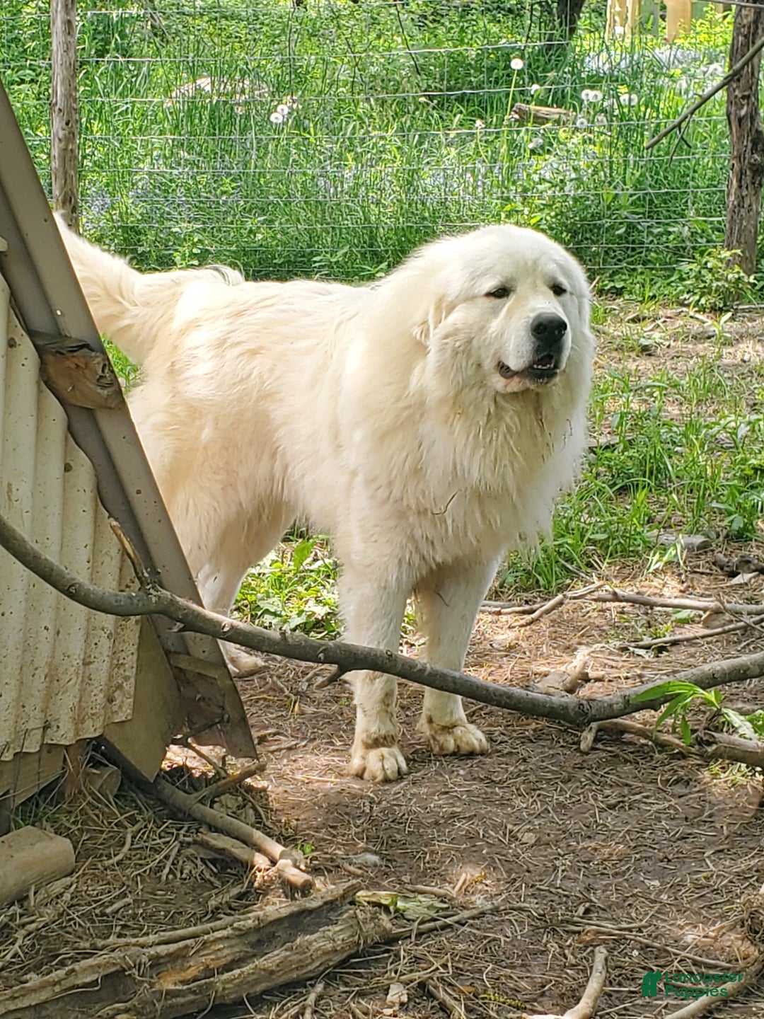 Great Pyrenees dogs for sale: Cedar - Image 15