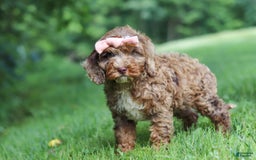 Cockapoo dogs for sale: Lila - Image 12
