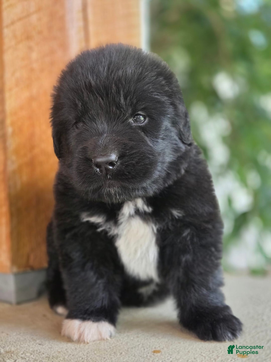 Newfoundland dogs for sale: Tramp - Image 5