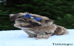 Havapoo dogs for sale: Havapoo 6 puppies - Image 13