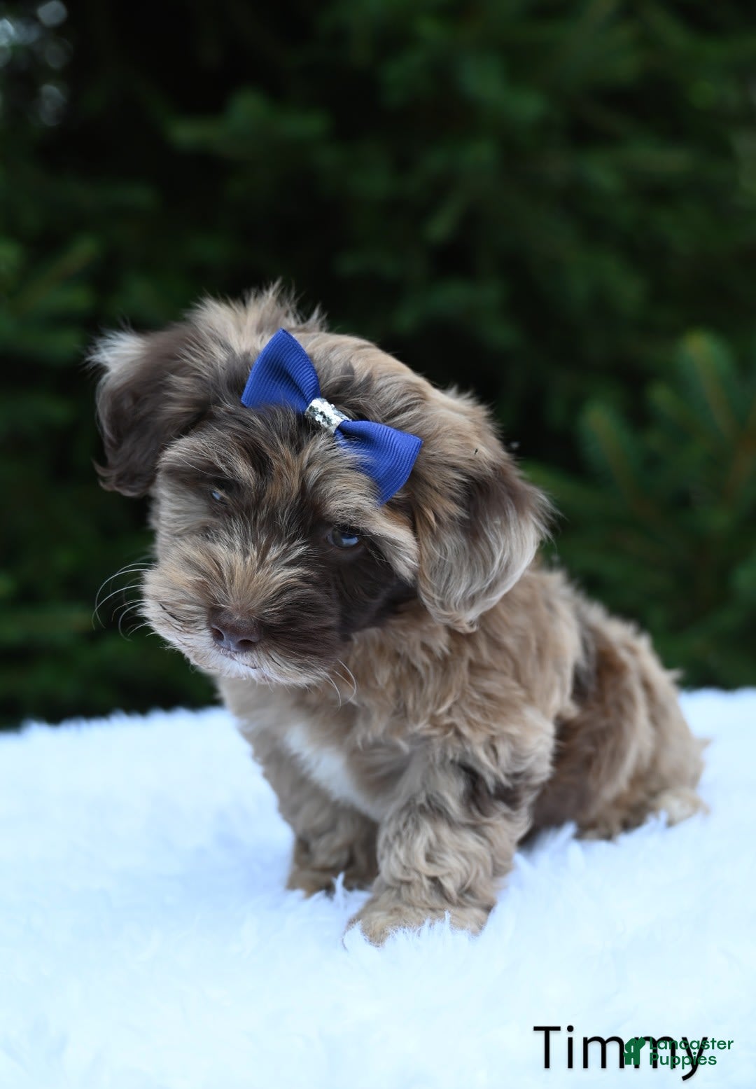 Havapoo dogs for sale: Havapoo 6 puppies - Image 13