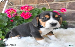 Beagle dogs for sale: Beagle 7 puppies - Image 21